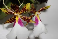 Trichocentrum tigrinum.webp
