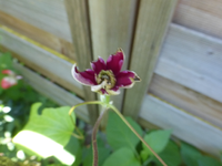 P1470840.webp