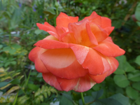 P1470775.webp