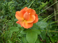 P1470818.webp