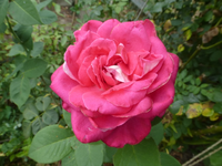 P1470813.webp