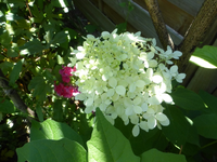 P1470839.webp