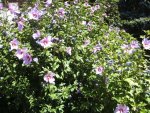 BILD4393.JPG
