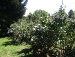 BILD4385.JPG