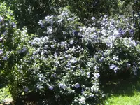 BILD4386.webp