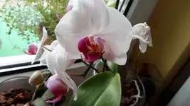 20150727_164729.webp