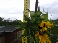 20150727_182142.webp