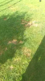 IMAG0411.jpg