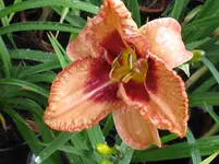 juanitas picotee daylight_1067x800.JPG