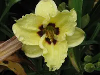 sil.doodlebug_1067x800.JPG