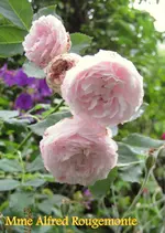 IMG_5600-001.webp