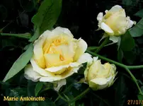 IMG_5603.webp