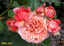 IMG_5604.webp