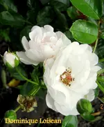 IMG_5606.webp