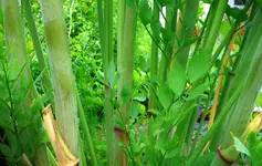 green (24).webp