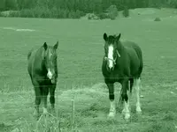 Copy of Tiere alt 367.webp