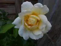 P1480023.webp