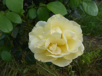 P1480050.webp