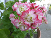 P1470242.webp