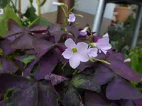 P1470993.webp