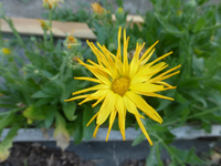P1470230.webp