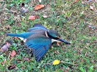 IMG_7812v.webp