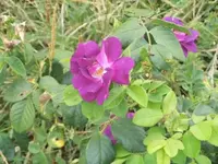 Bilda038.webp