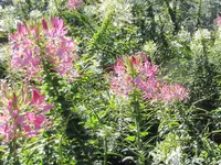 IMG_8443v.webp
