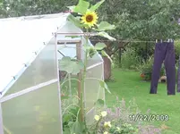 Sonnenblume.webp