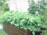 Bohnen Hochbeet.webp