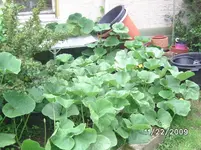 Kürbis (2).webp