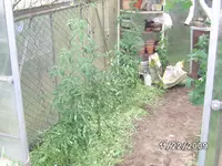 Tommis GWH.webp
