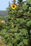 sonnenblume riese+.jpg