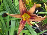 brown witch_1067x800.JPG