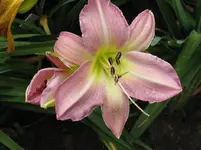 lady liz_1067x800.webp