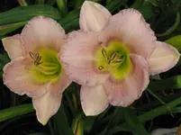 spray of pearls5_1067x800.webp