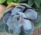 Echeveria.webp