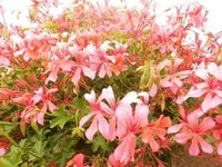 Bilda036.webp