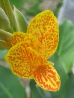 Canna En Avant 2.webp