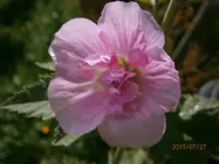 P7270904.webp