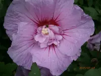 P7270913.webp