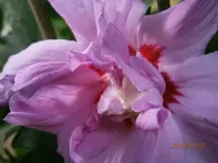 P7270914.webp