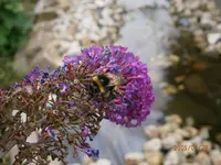 P7280920.webp