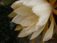 P7280923.webp