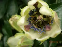 P7280930.webp