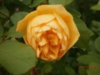 P7280931.webp