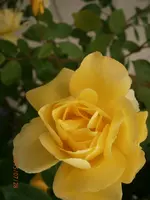P7280932.webp