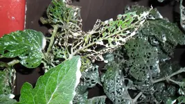 SAM_4260.webp