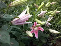 Lilien.webp