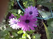 Kappkörbchen.webp